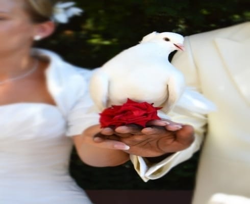 Hochzeitstaube auf den übereinanderliegenden Händen des Brautpaares