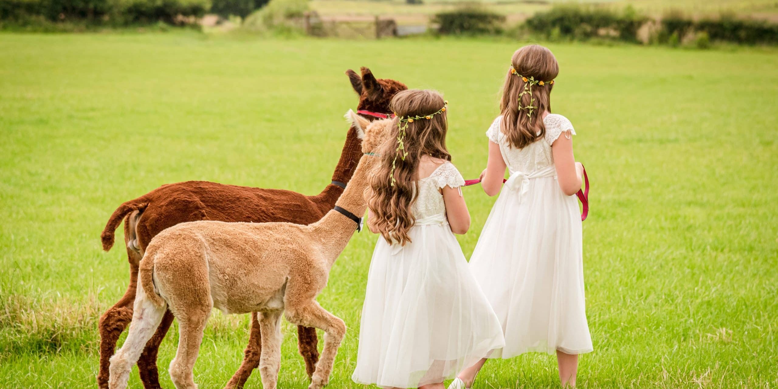 bridesmaids-taking-two-alpaca-for-a-walk-at-a-wedd-2022-11-09-14-24-48-utc